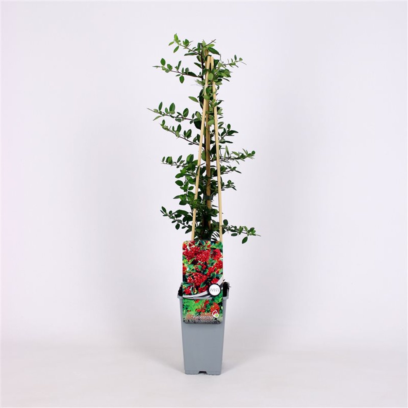Pyracantha cocc. 'Red Column' - C2 70/+ CM